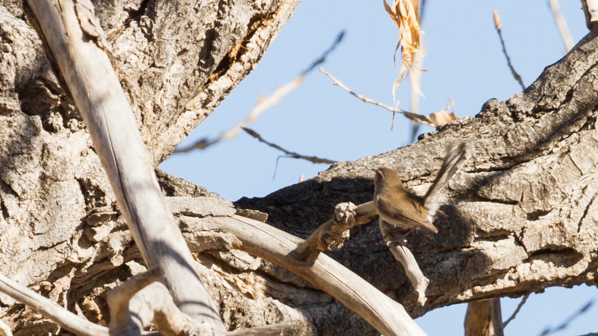 Bewick's Wren - ML133834581