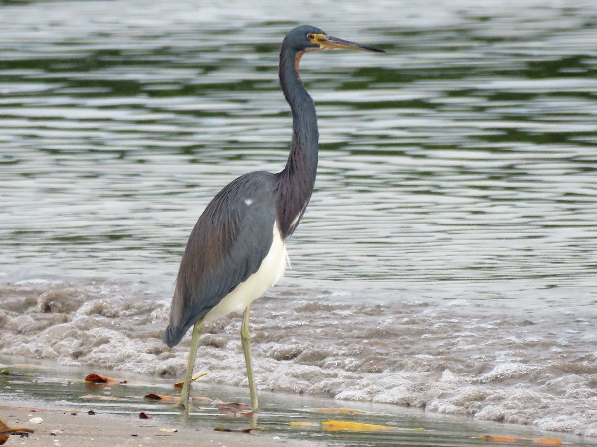 Tricolored Heron - ML133834641