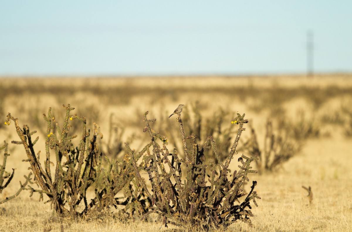 Curve-billed Thrasher - ML133835281
