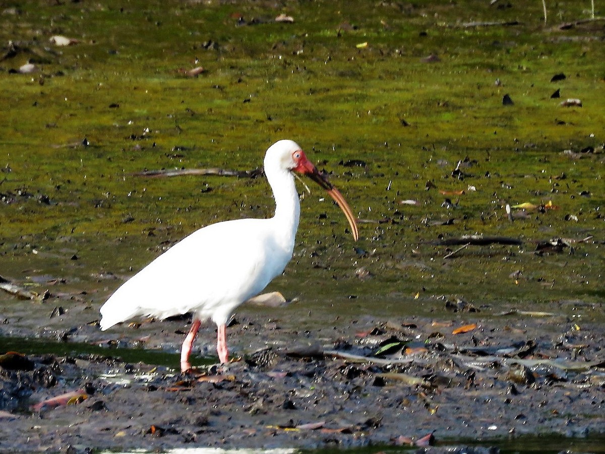 ibis bílý - ML133835791