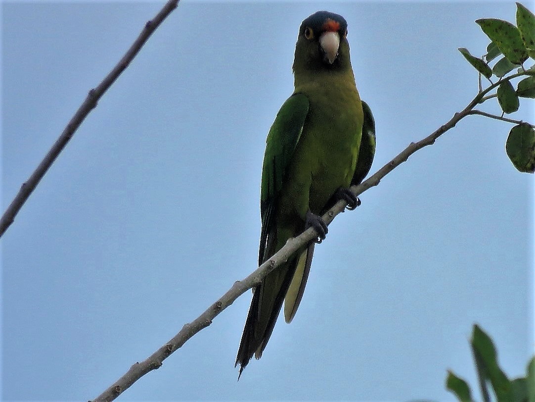 Aratinga Frentinaranja - ML133836831