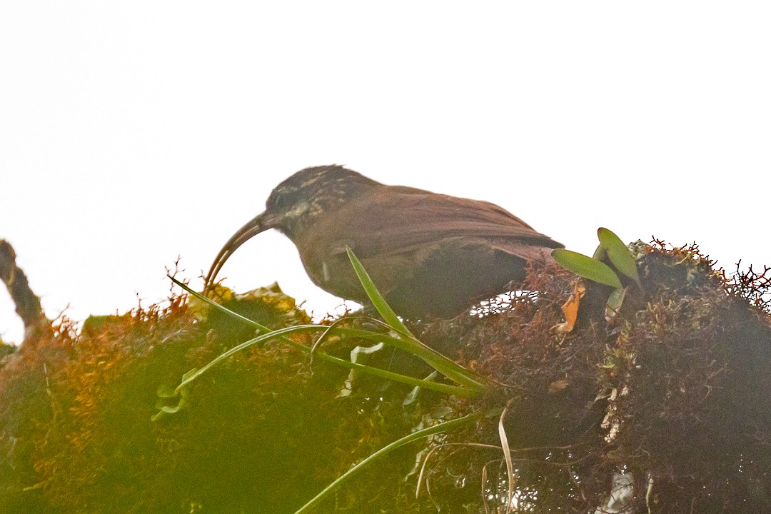 Greater Scythebill - ML133837411