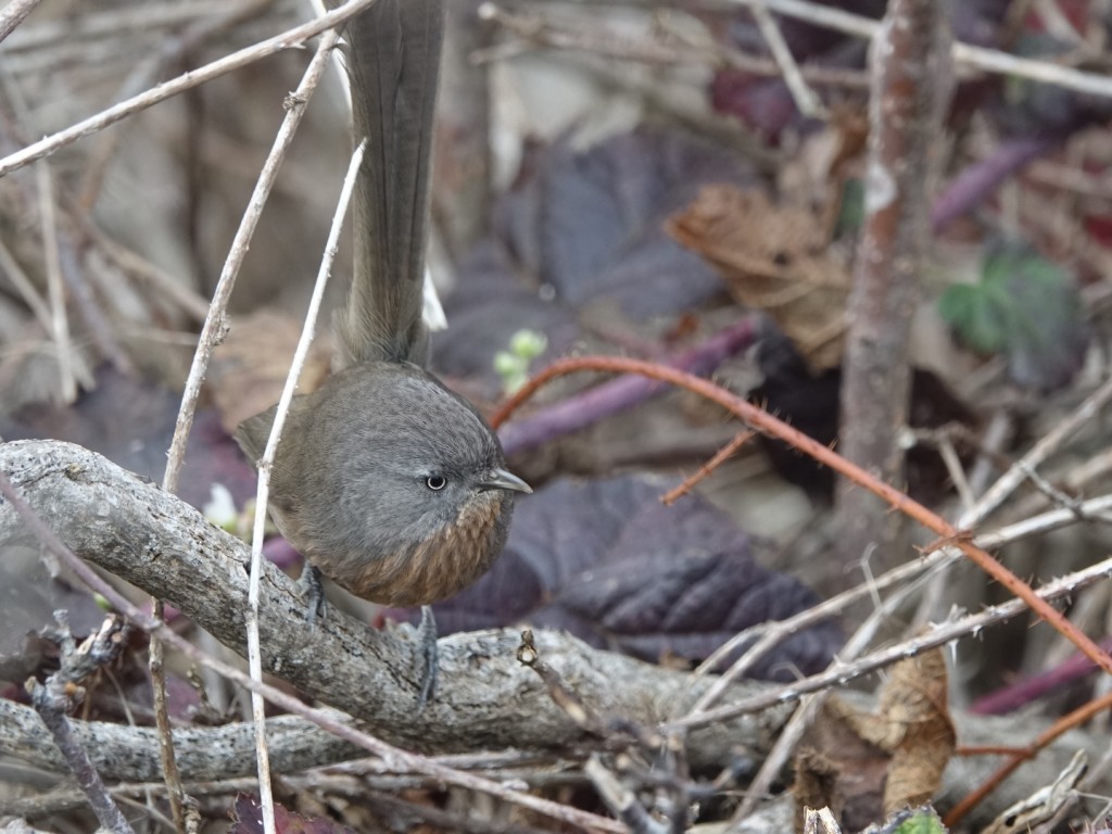 Wrentit - ML133838131