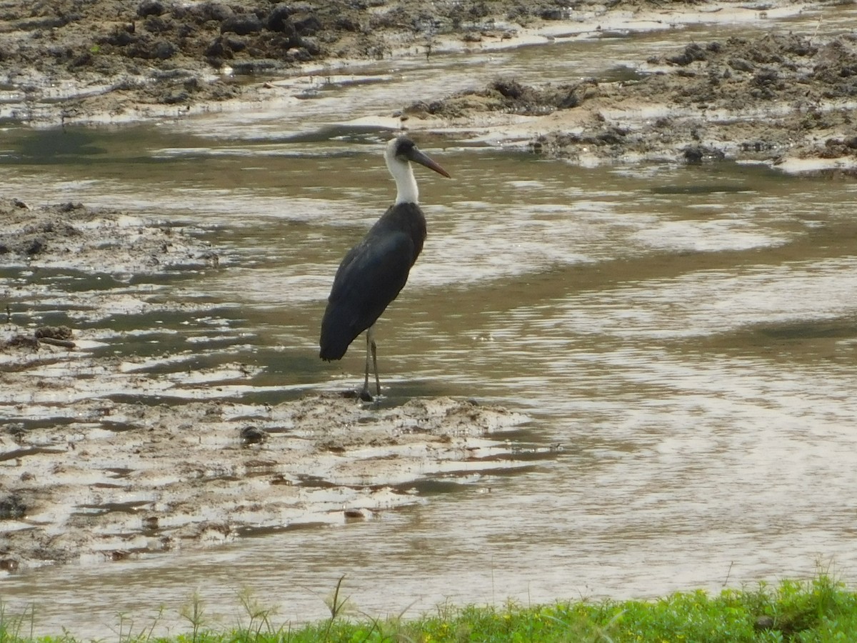 African Woolly-necked Stork - ML133838141