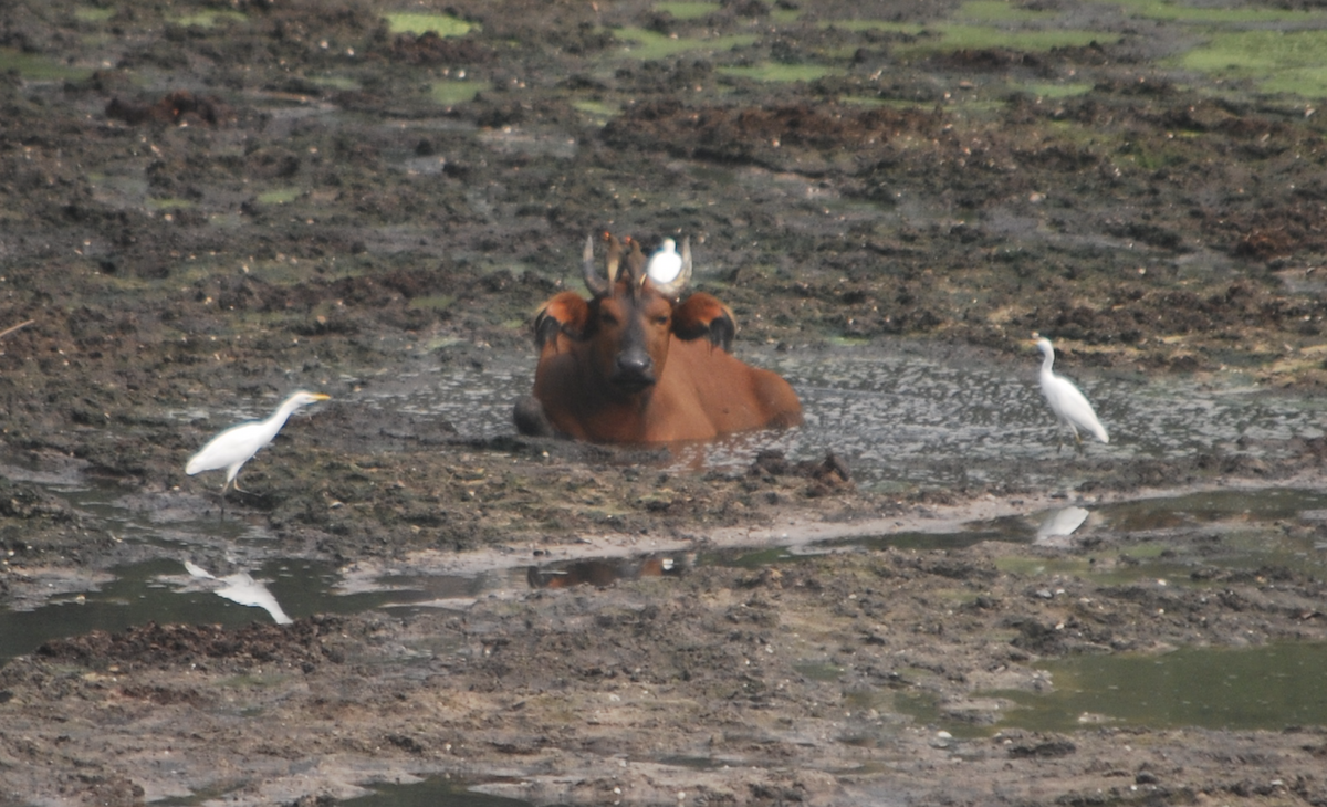 Western Cattle Egret - ML133838811