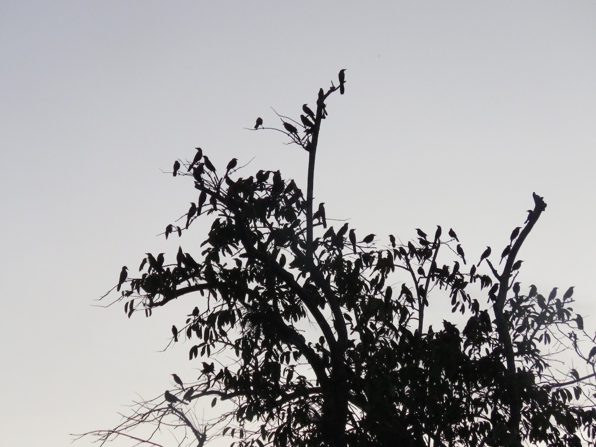 Great-tailed Grackle - ML133838891