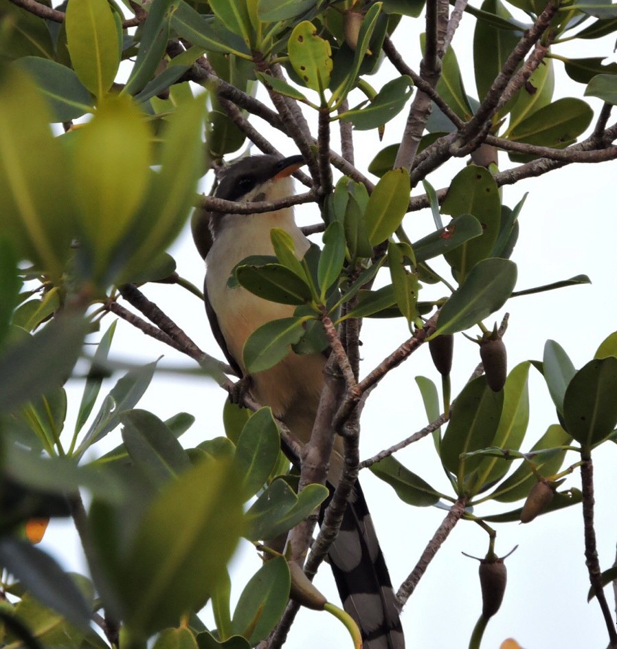 Mangrove Cuckoo - ML133840291