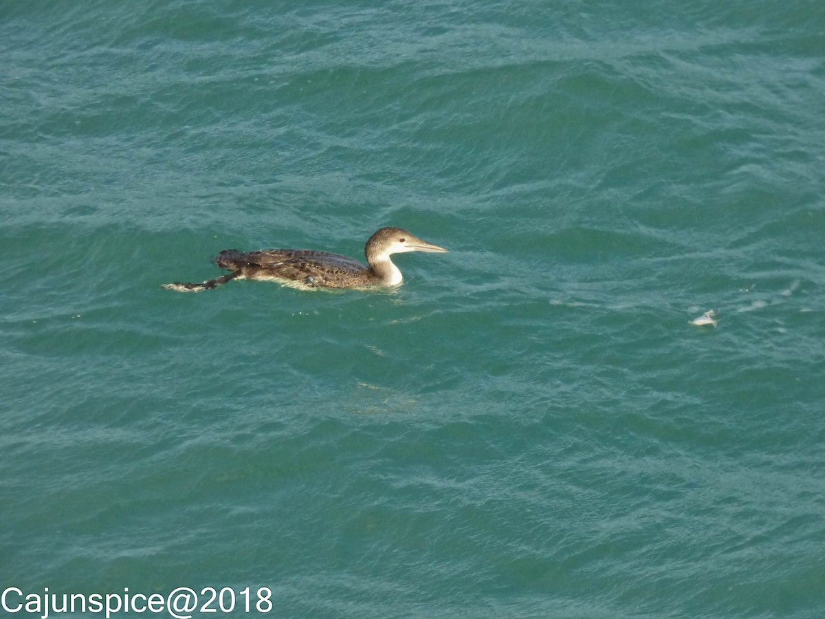 Common Loon - Anonymous