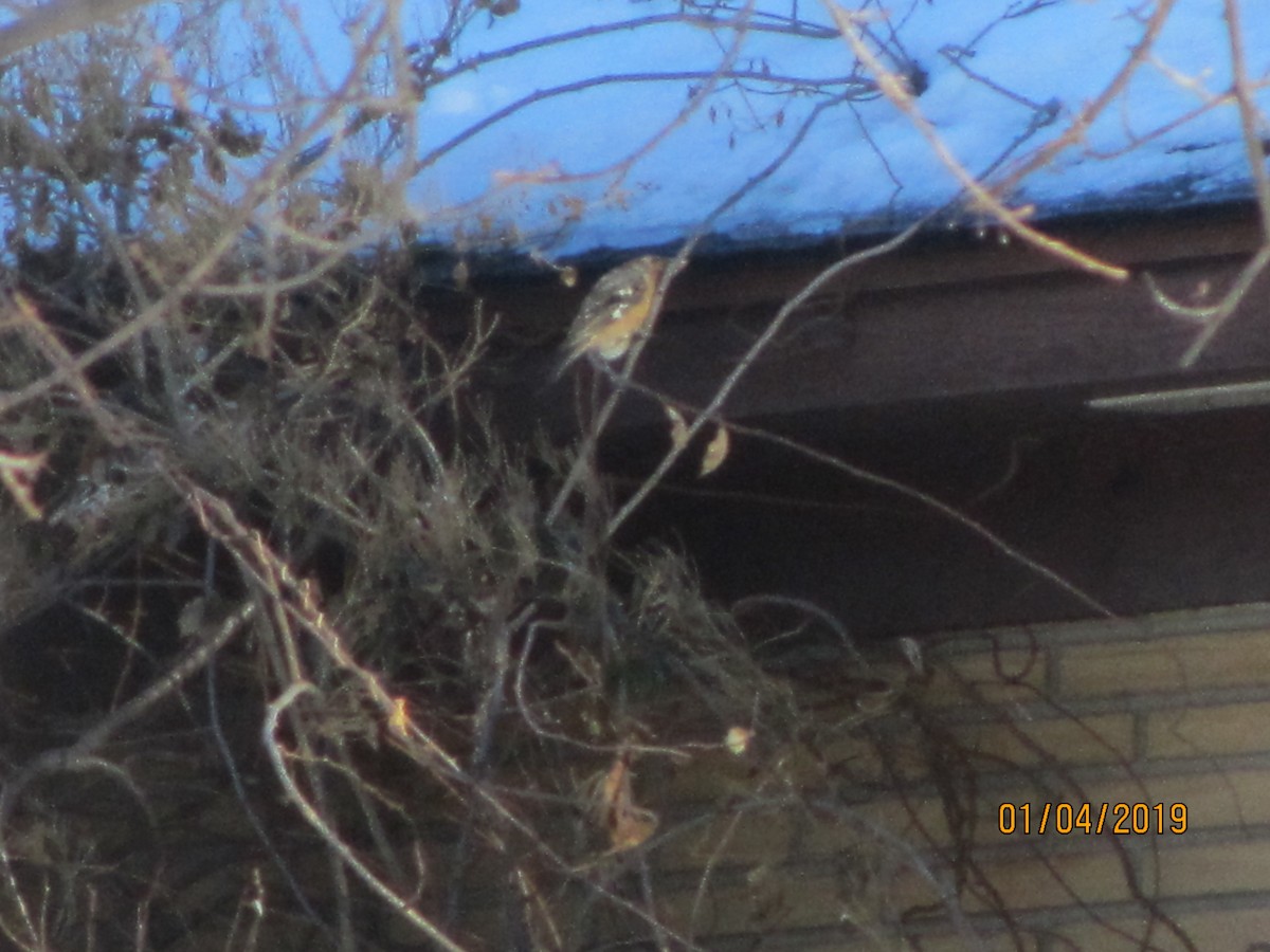 Black-headed Grosbeak - ML133843801