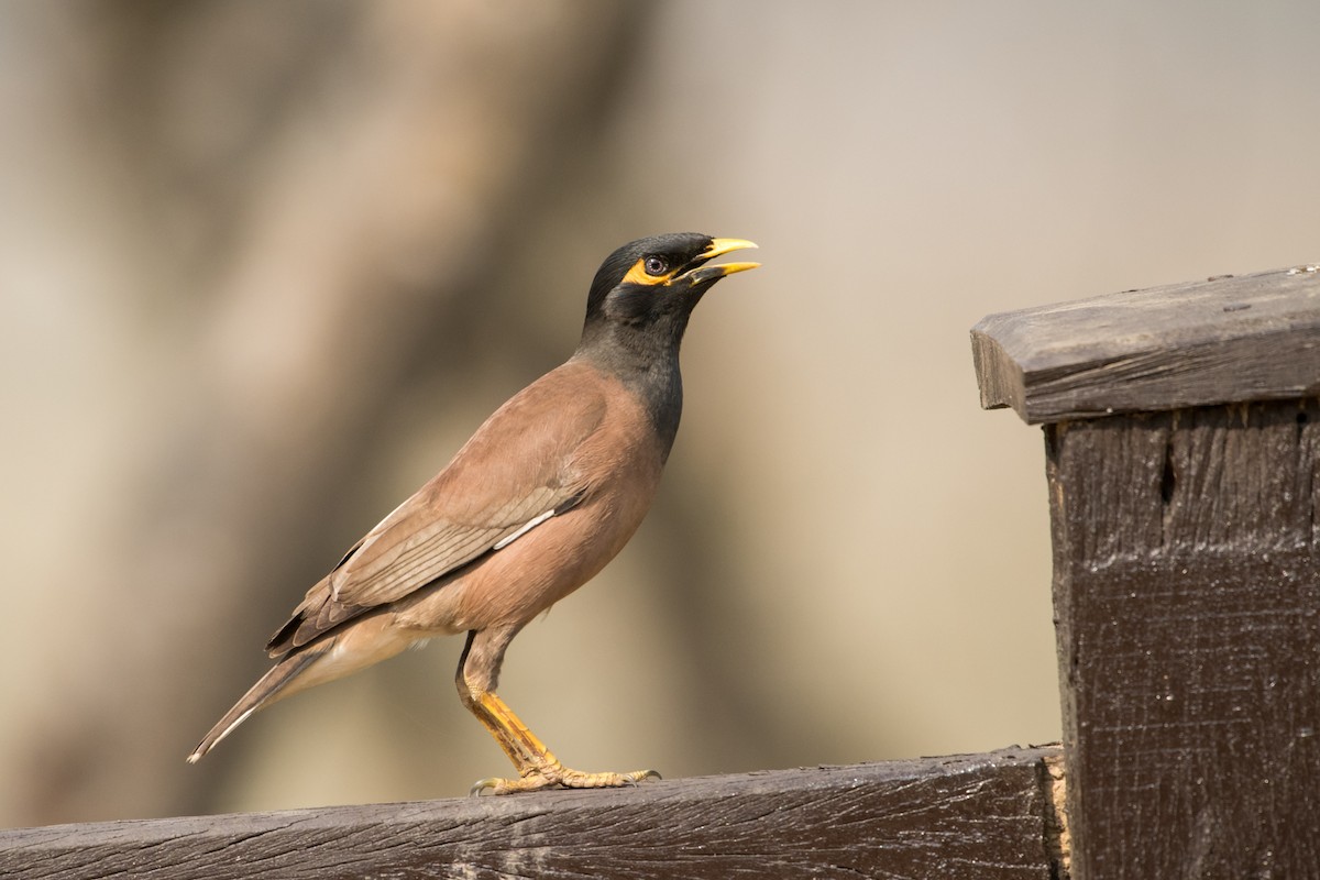 Common Myna - ML133847571