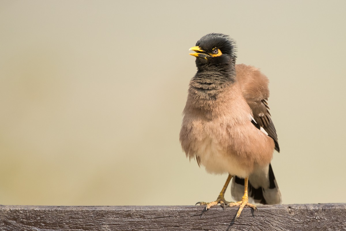 Common Myna - ML133847581