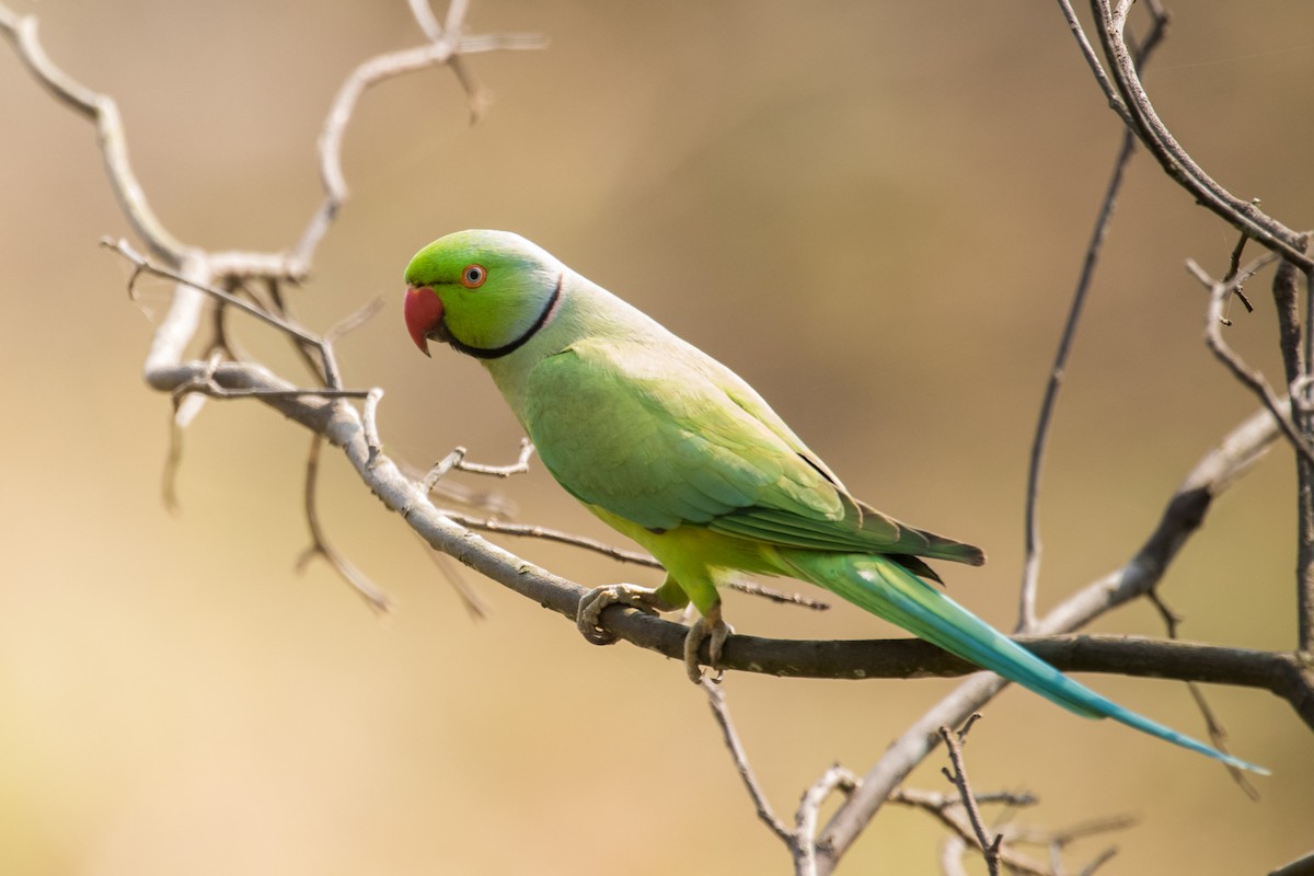 Rose-ringed Parakeet - Claudia Brasileiro