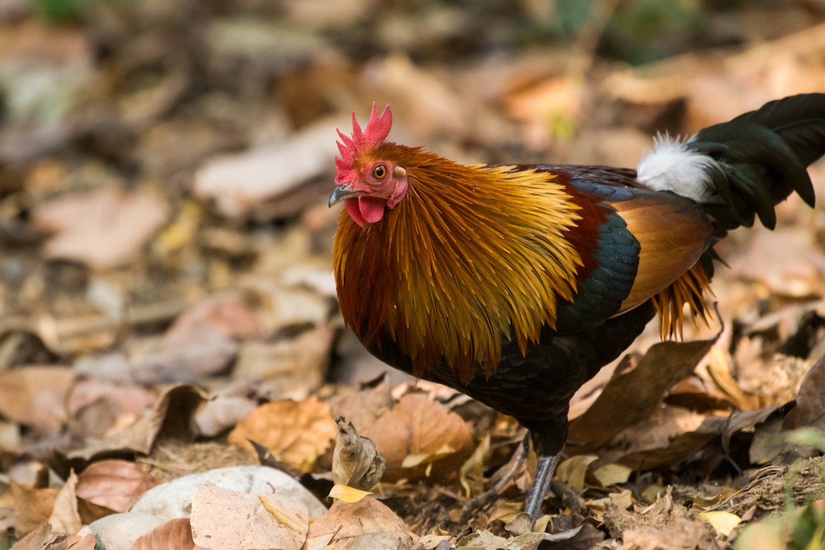 Red Junglefowl - ML133847801