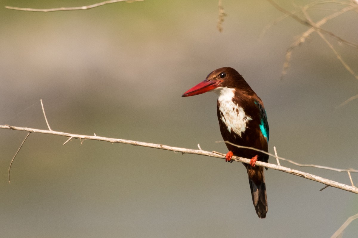 White-throated Kingfisher - ML133847841