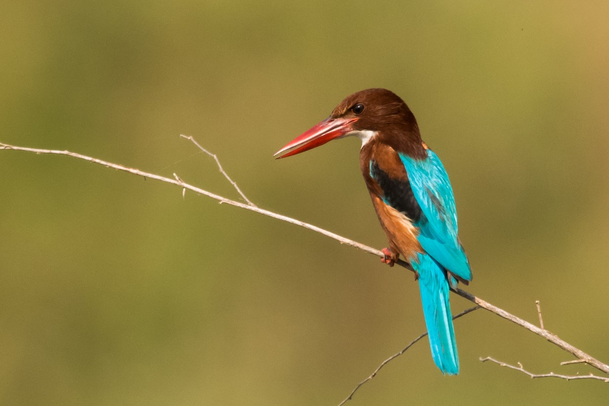 White-throated Kingfisher - ML133847851