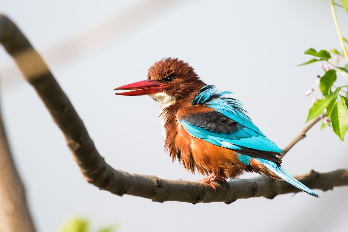 White-throated Kingfisher - ML133847961