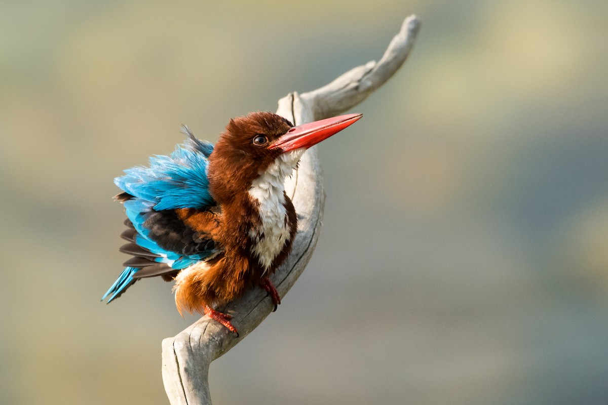 White-throated Kingfisher - ML133847971