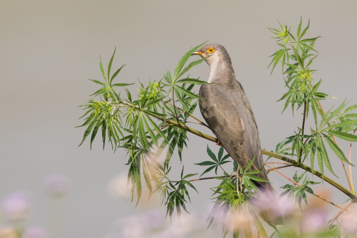 Common Cuckoo - ML133848041