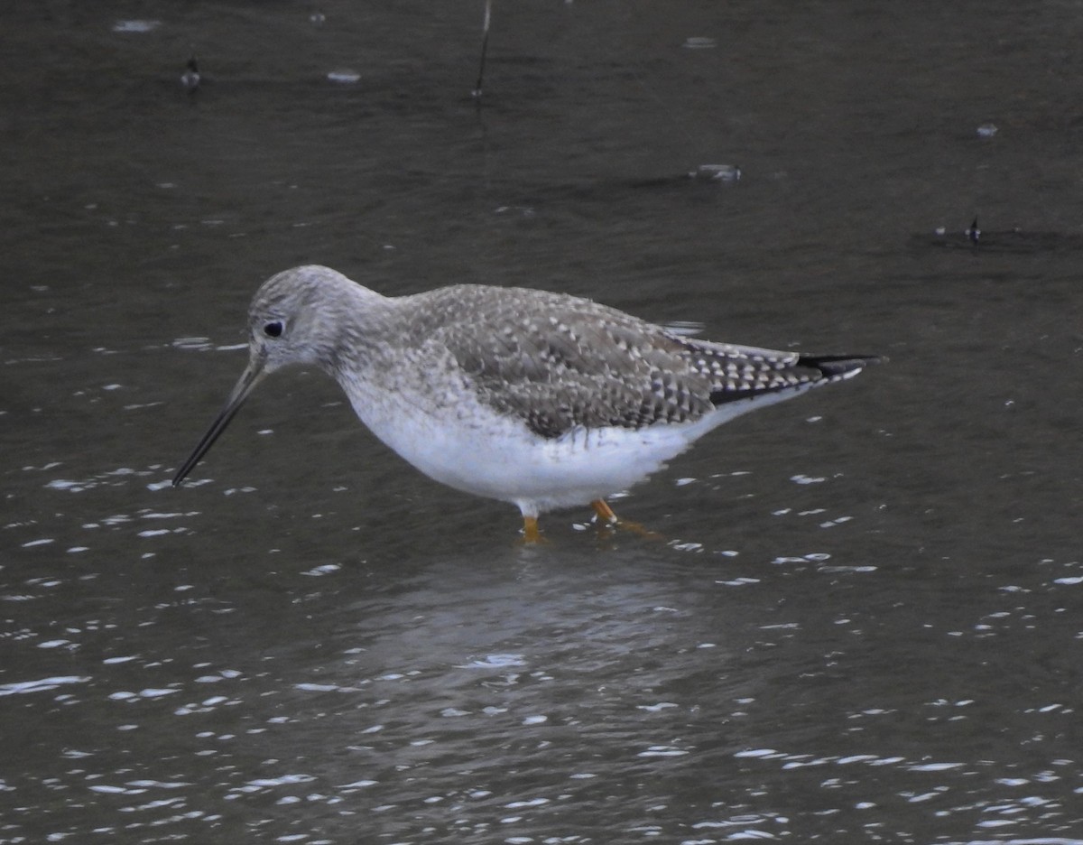 Greater Yellowlegs - ML133848341