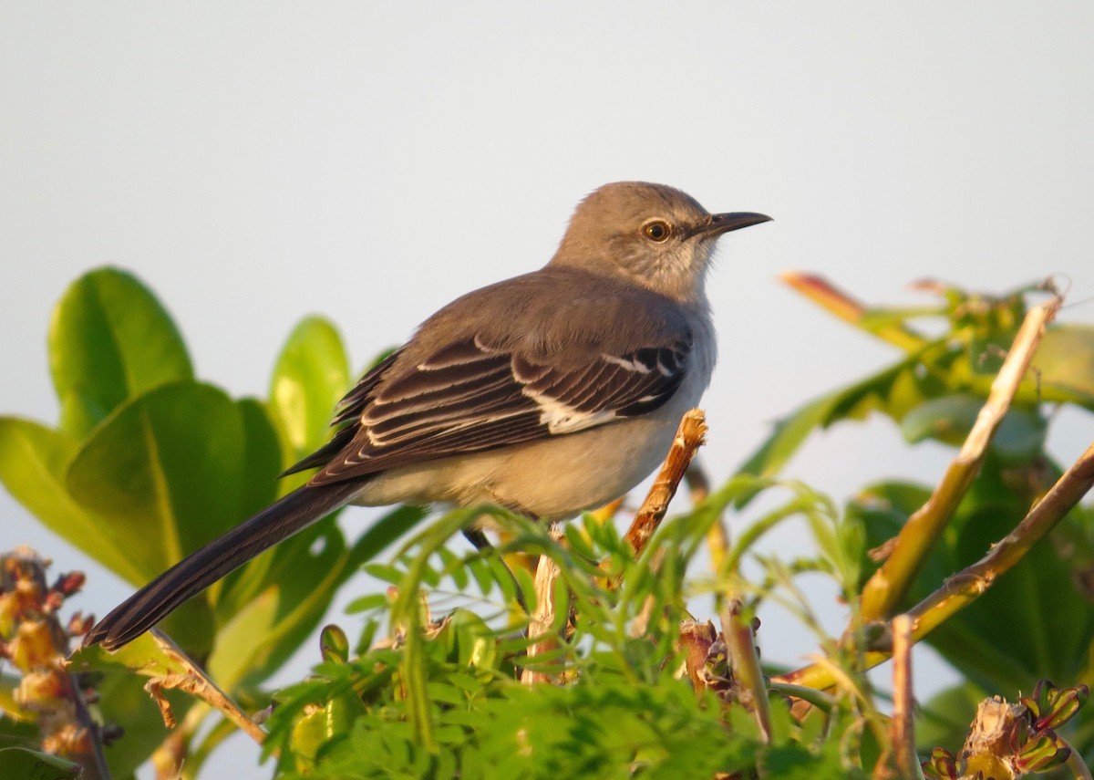 Northern Mockingbird - ML133848361