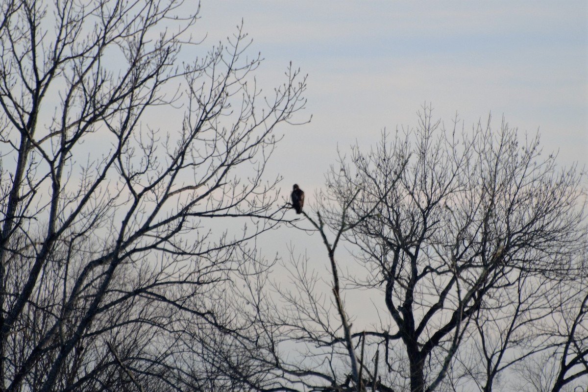 Red-tailed Hawk - ML133848691