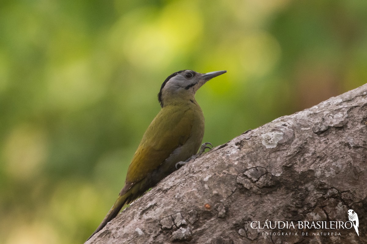 Gray-headed Woodpecker - Claudia Brasileiro