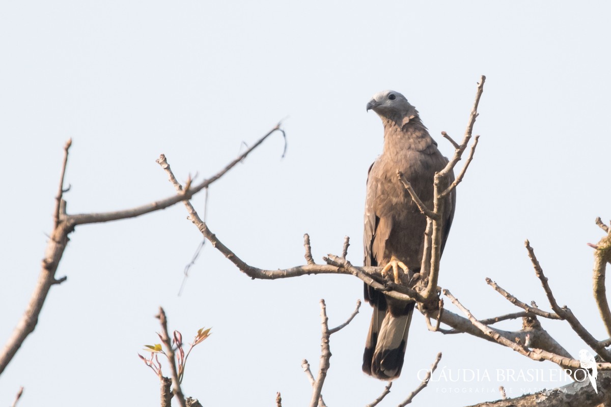 Oriental Honey-buzzard - ML133849101