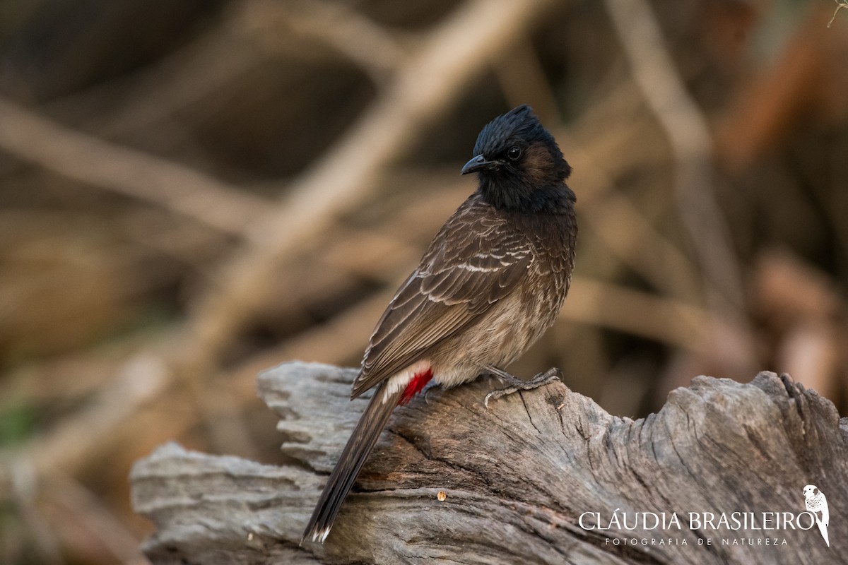 Bulbul à ventre rouge - ML133849341