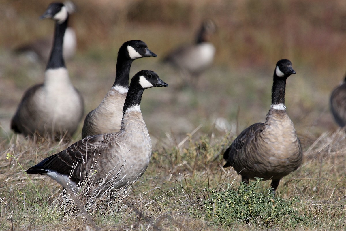 Cackling Goose (Aleutian) - Steve Rottenborn