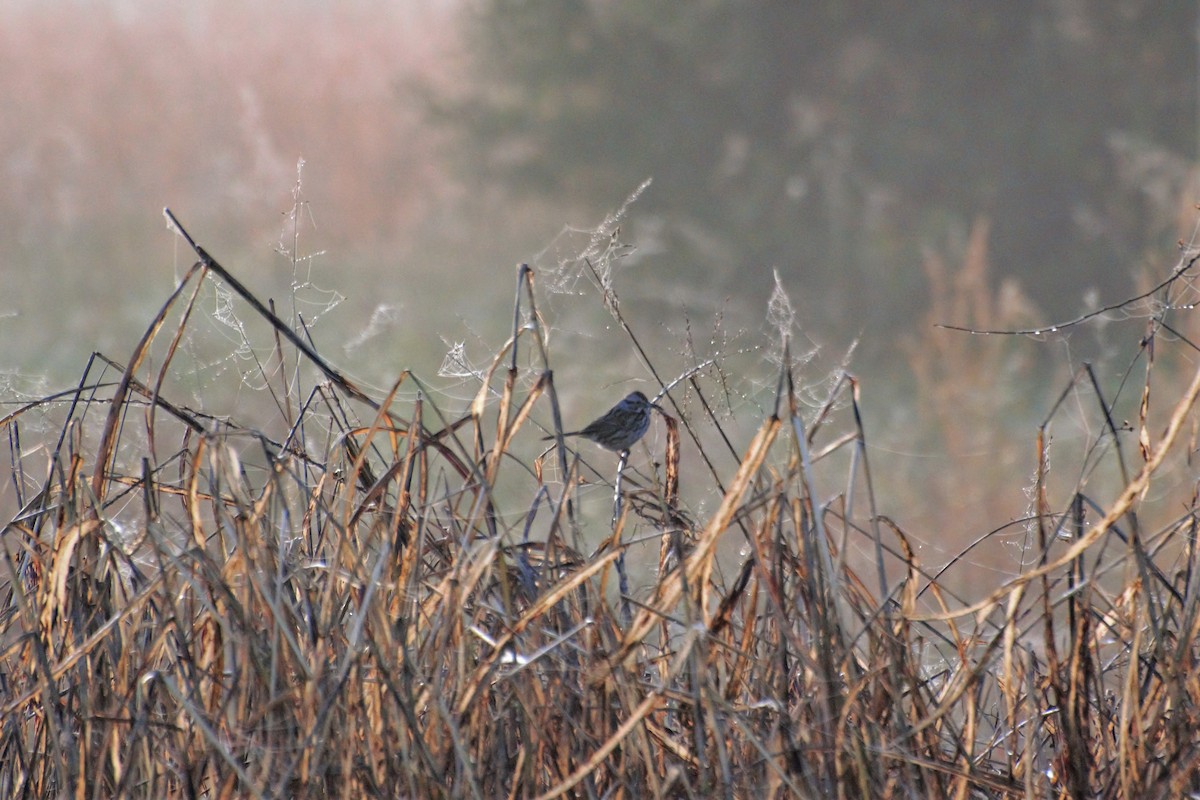 Song Sparrow - ML133849481