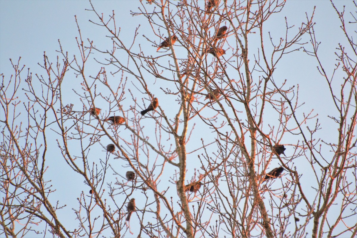 Red-winged Blackbird - ML133849561