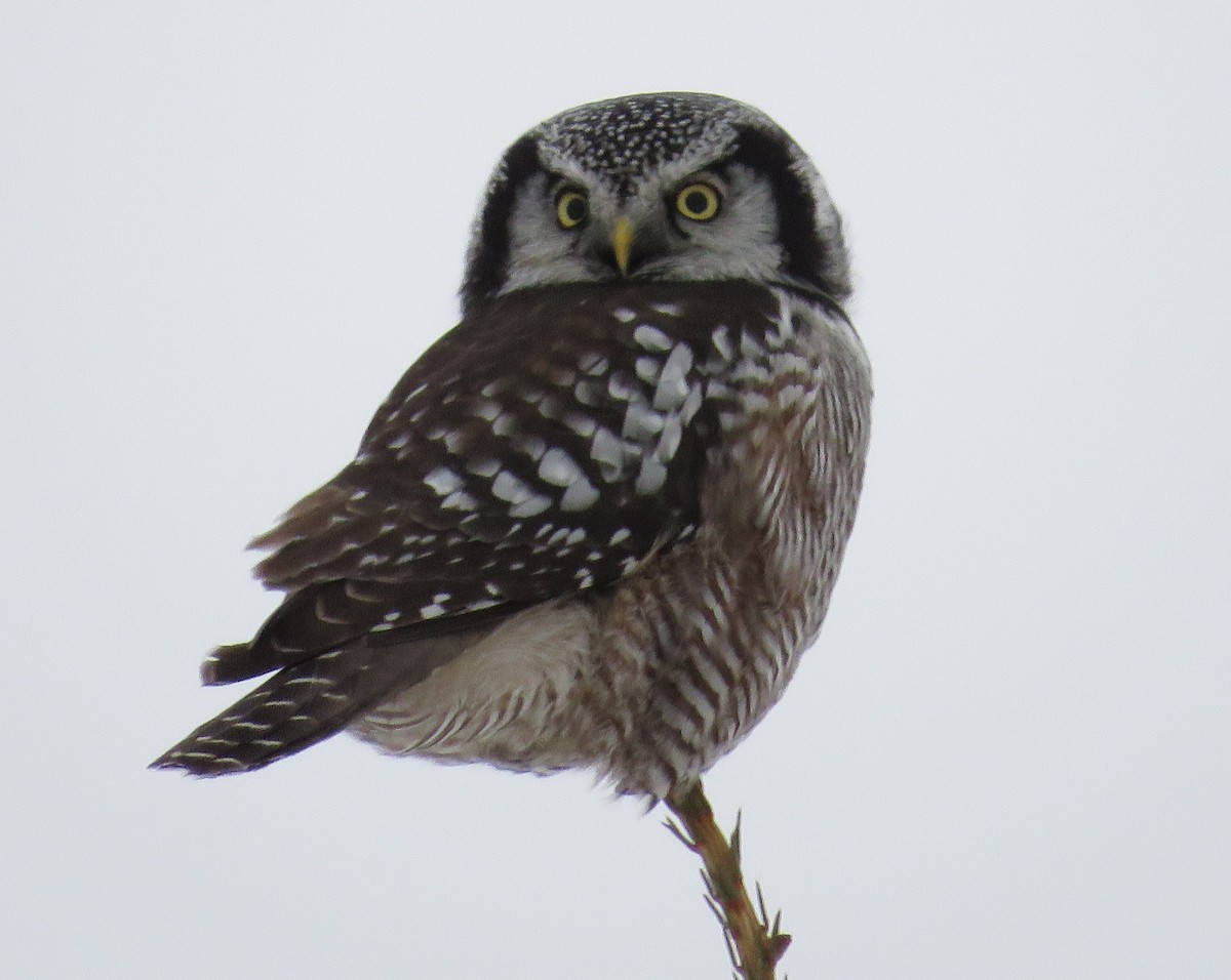 Northern Hawk Owl - Sean Sheedy