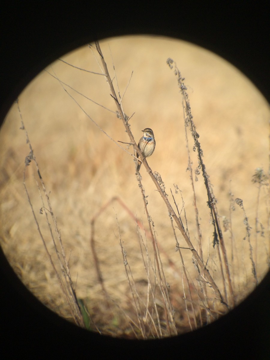 Bluethroat - ML133856231