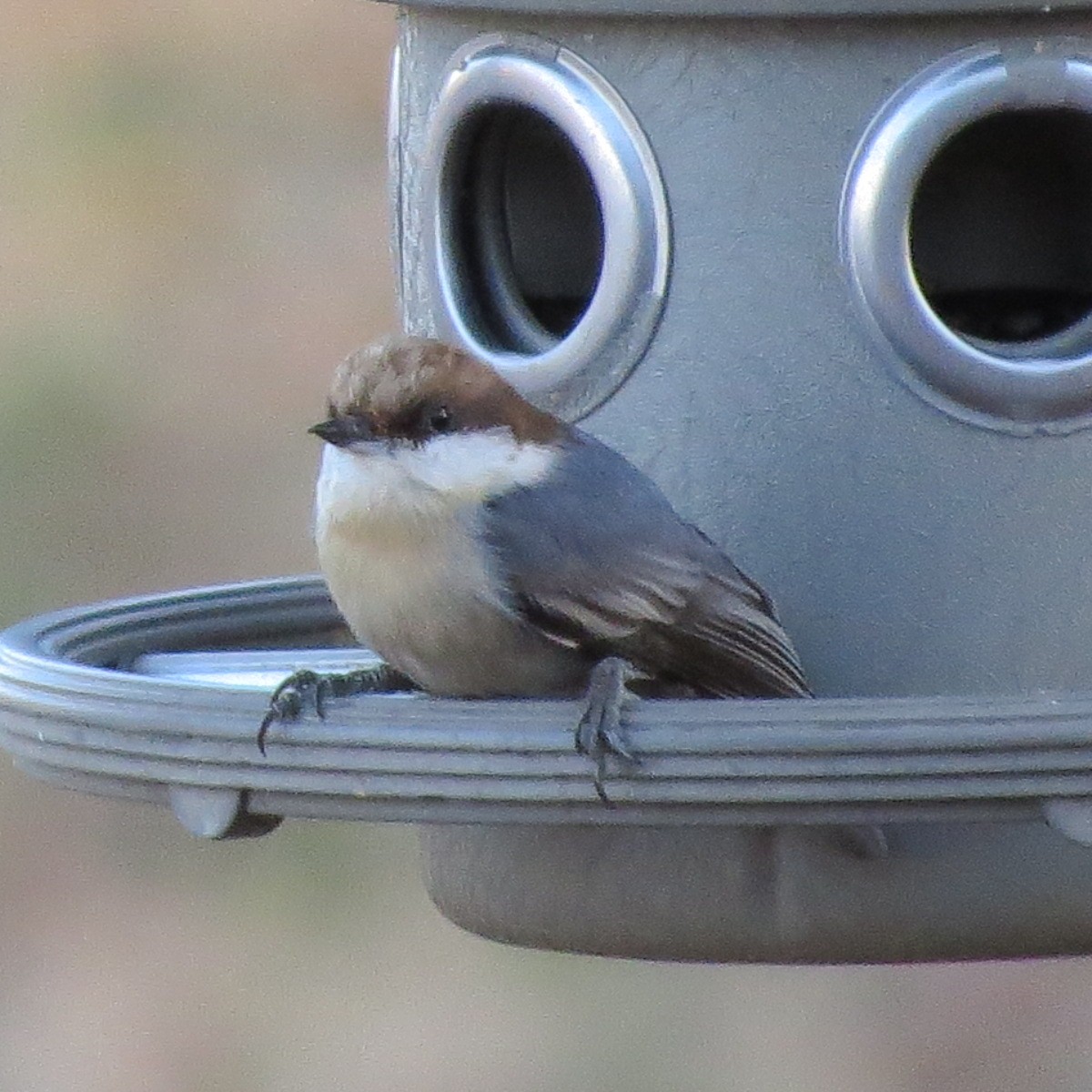 Brown-headed Nuthatch - ML133856261