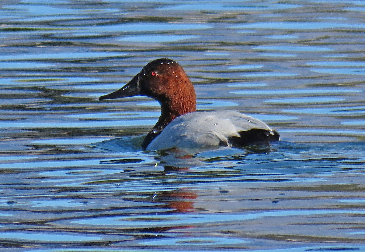 Canvasback - Cathy Beck