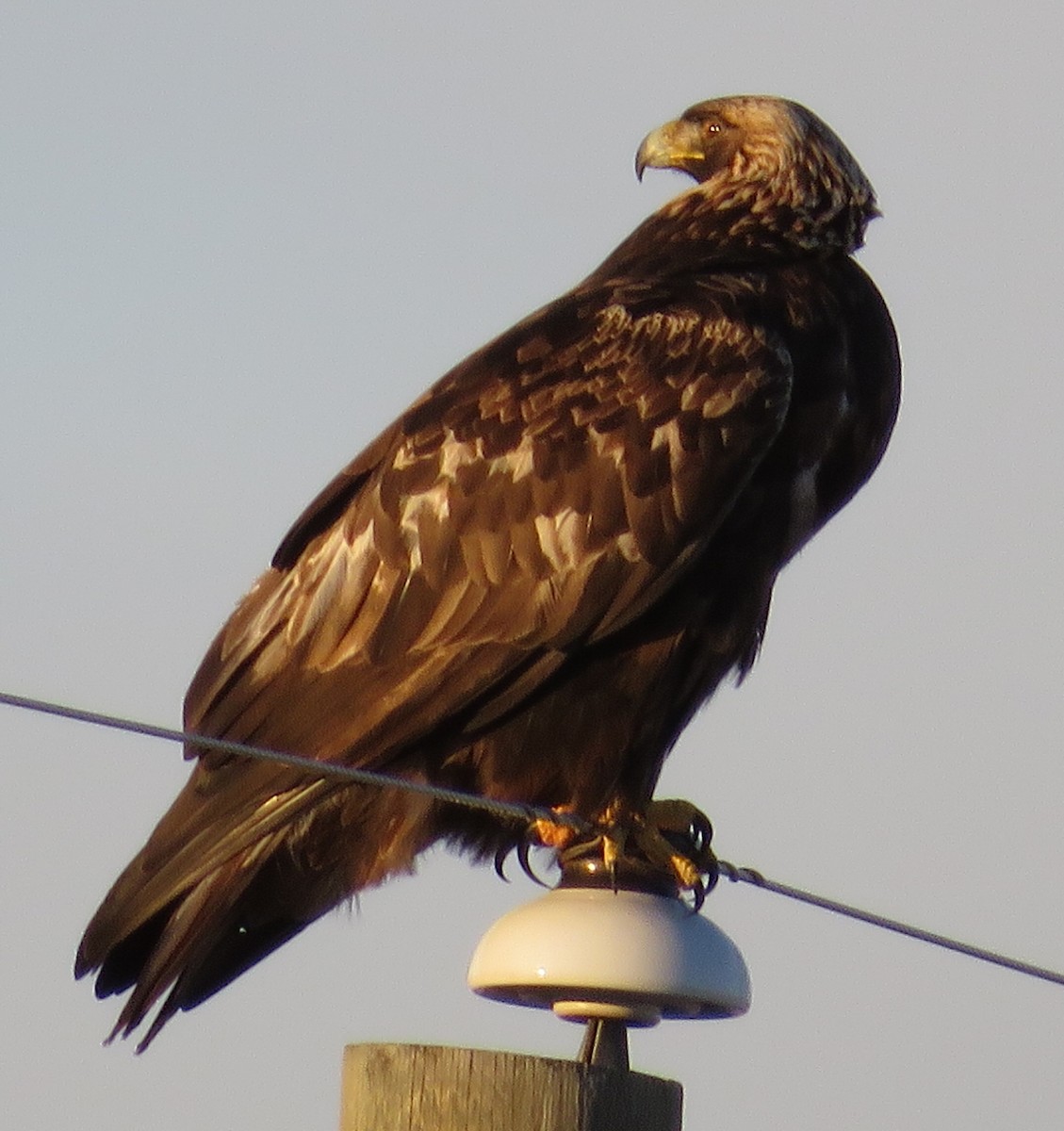 Golden Eagle - ML133856591