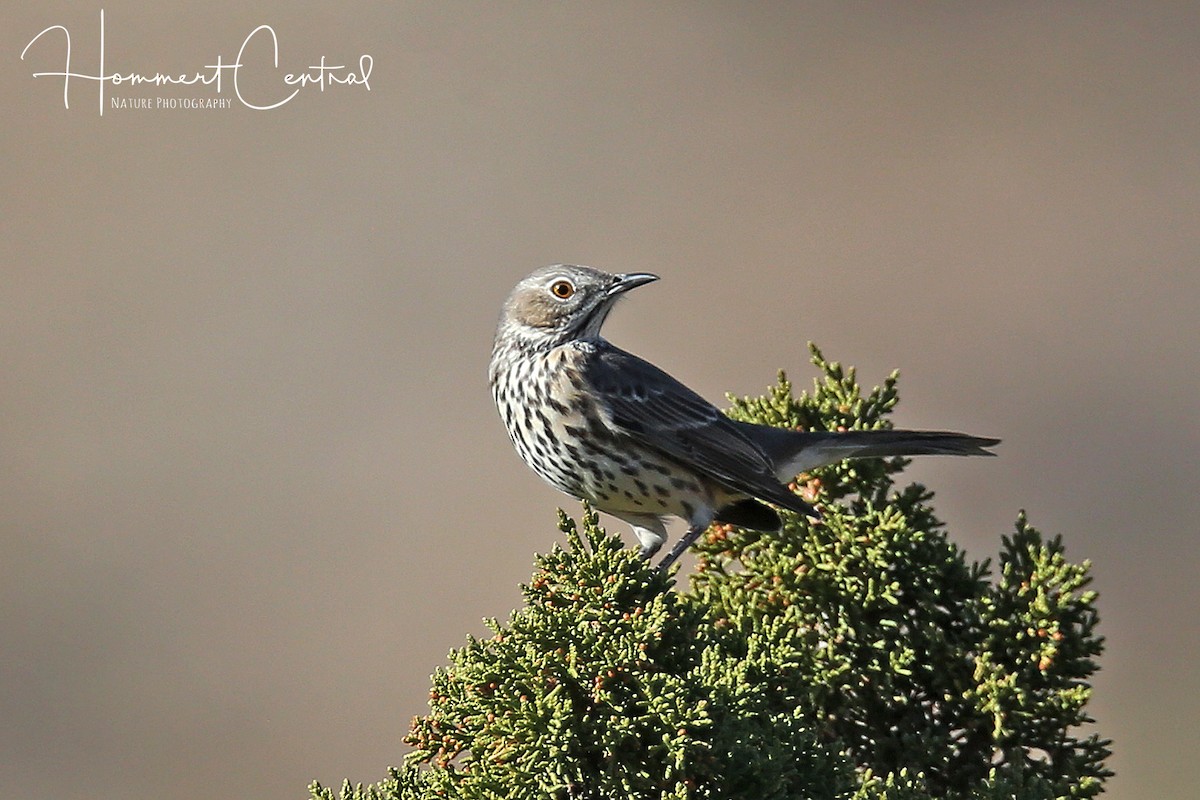 Sage Thrasher - ML133857571