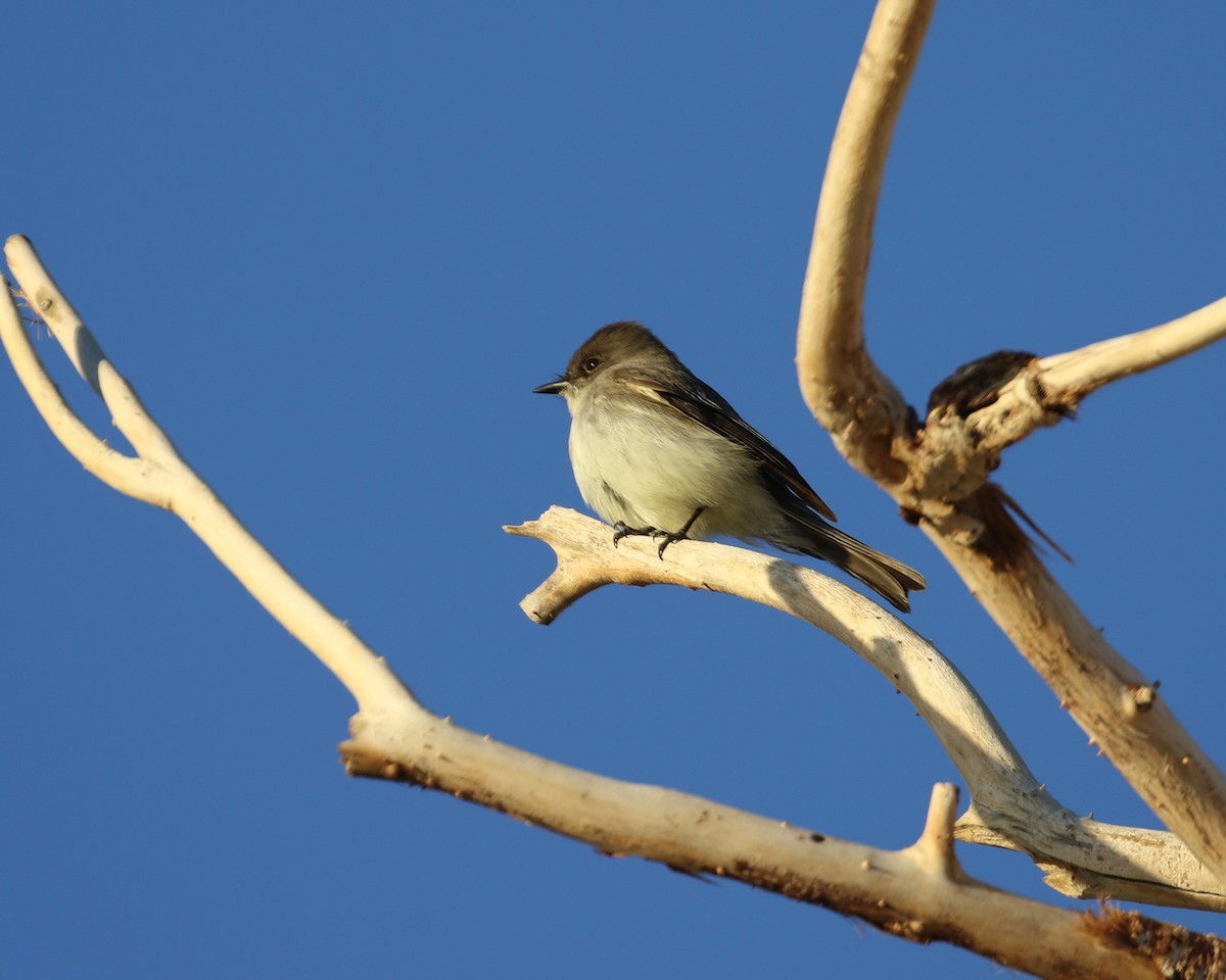 Eastern Phoebe - ML133857891