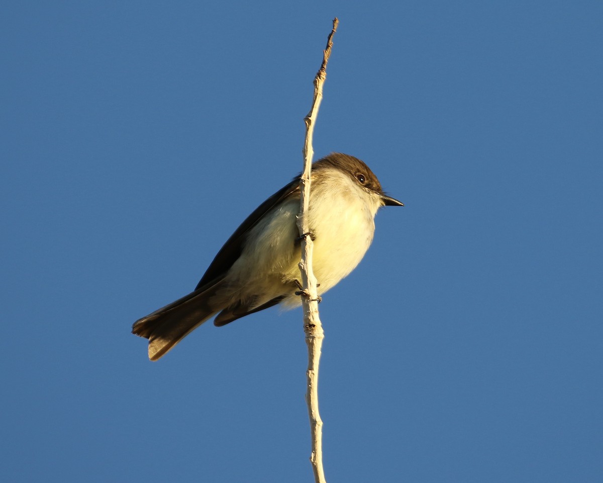 Eastern Phoebe - Mickey Dyke