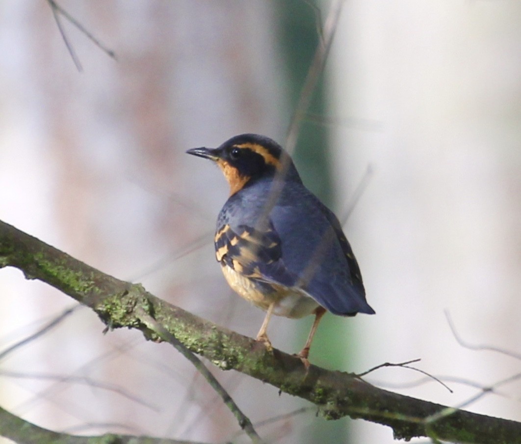 Varied Thrush - maxine reid