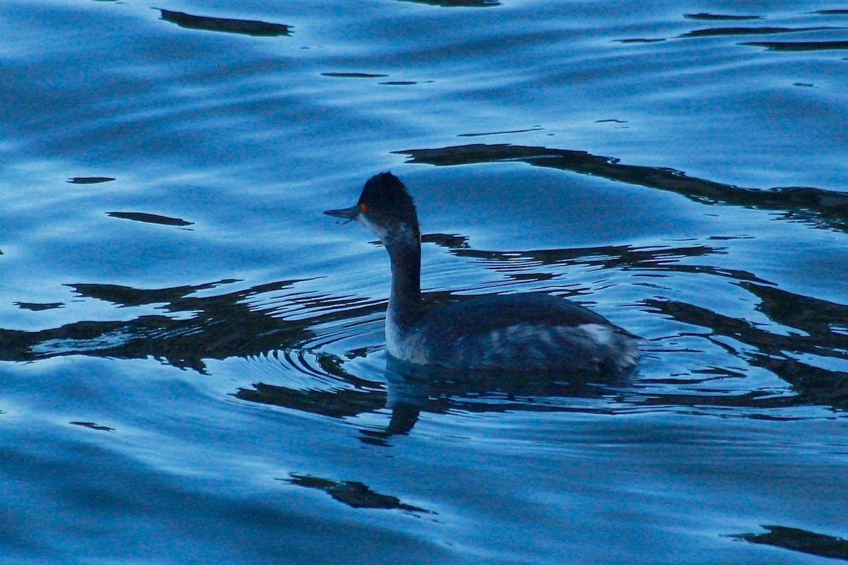 Eared Grebe - Nancy Villone