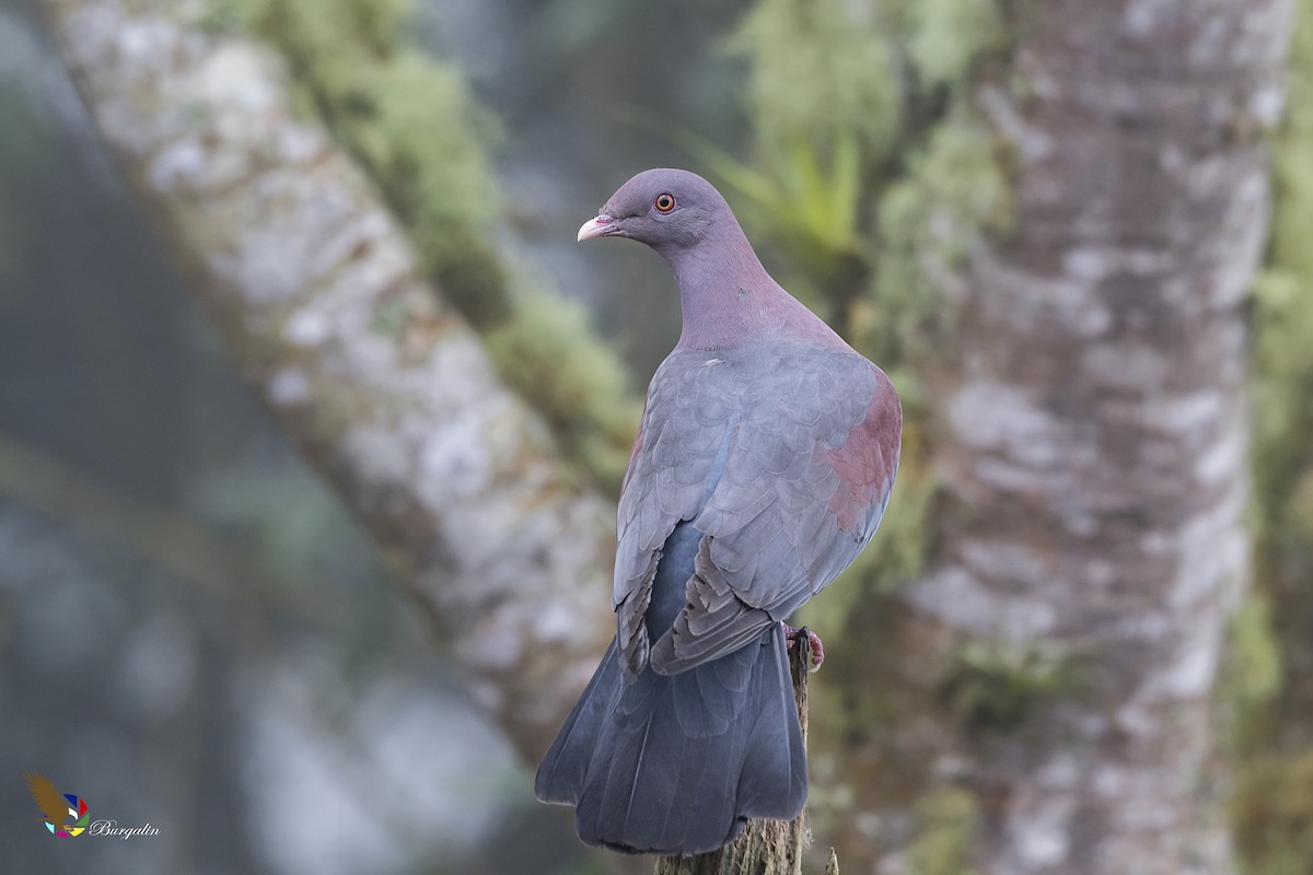 Pigeon à bec rouge - ML133866061