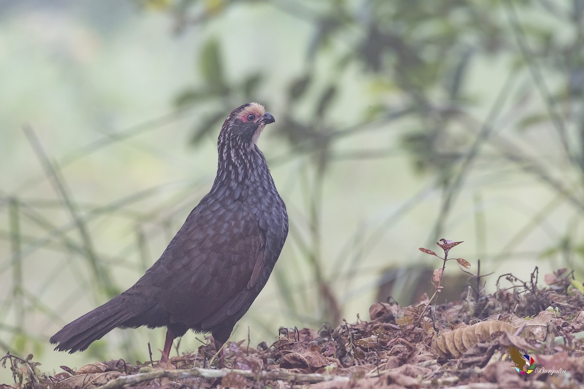 Buffy-crowned Wood-Partridge - ML133866241