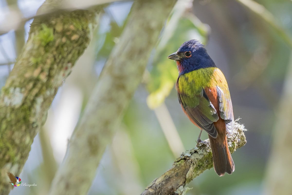 Painted Bunting - fernando Burgalin Sequeria