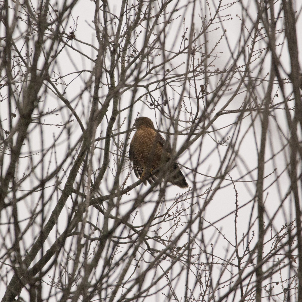 Red-shouldered Hawk - ML133866621