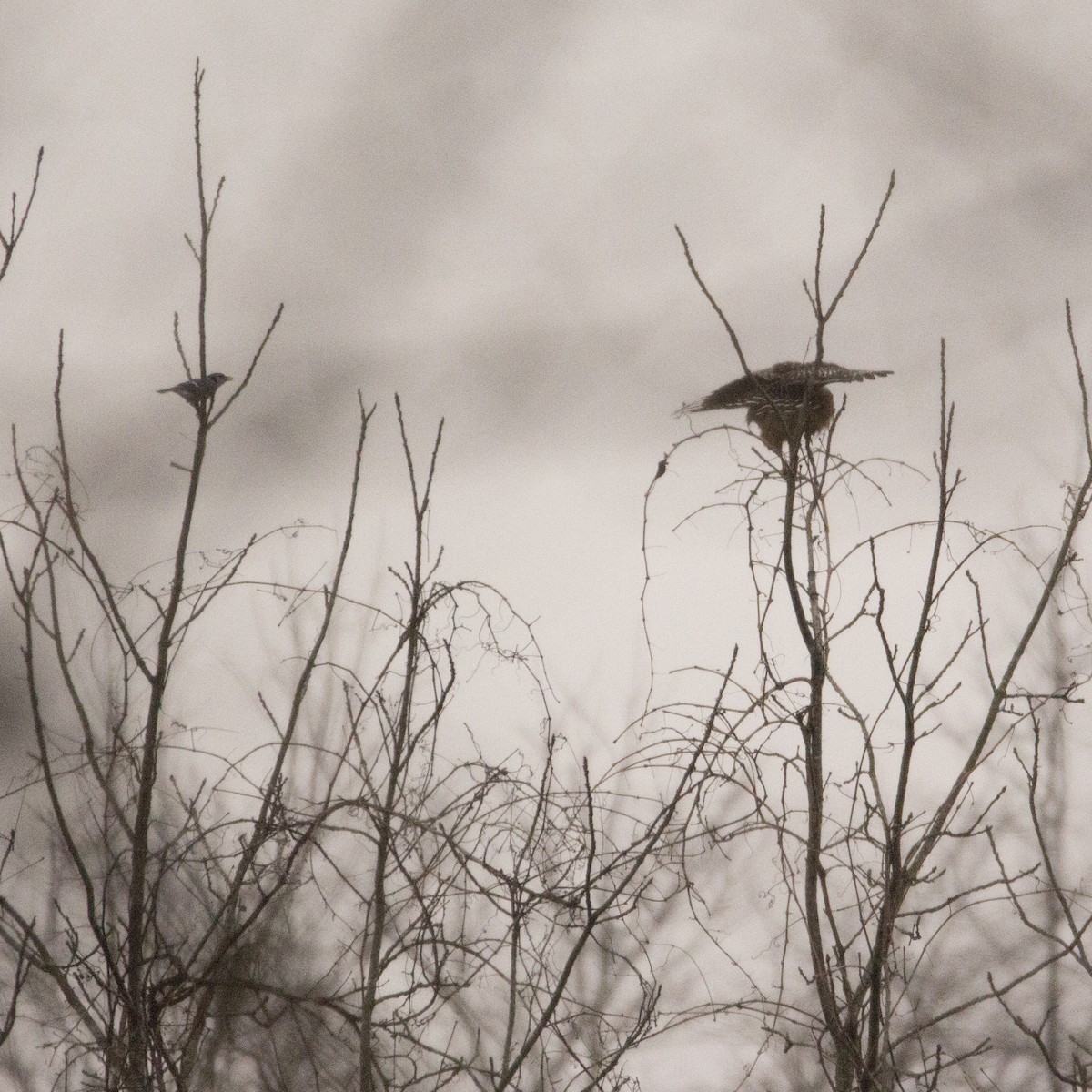 Red-shouldered Hawk - ML133867021