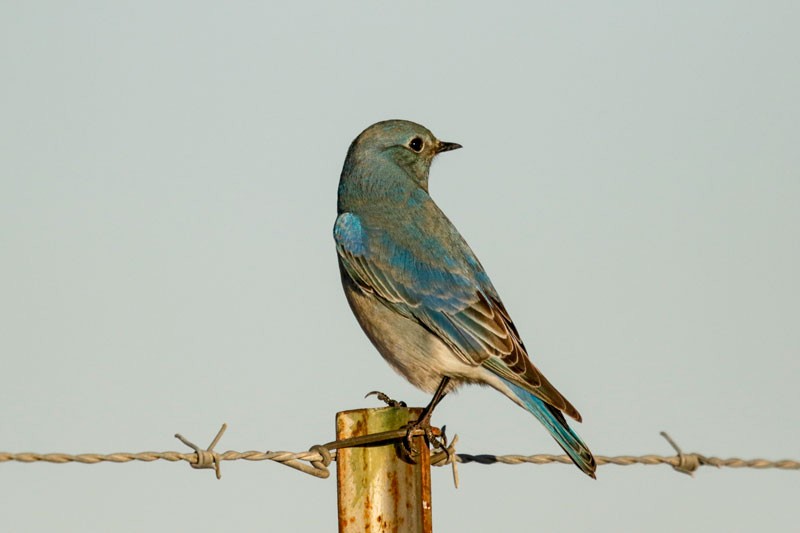 Mountain Bluebird - ML133867741