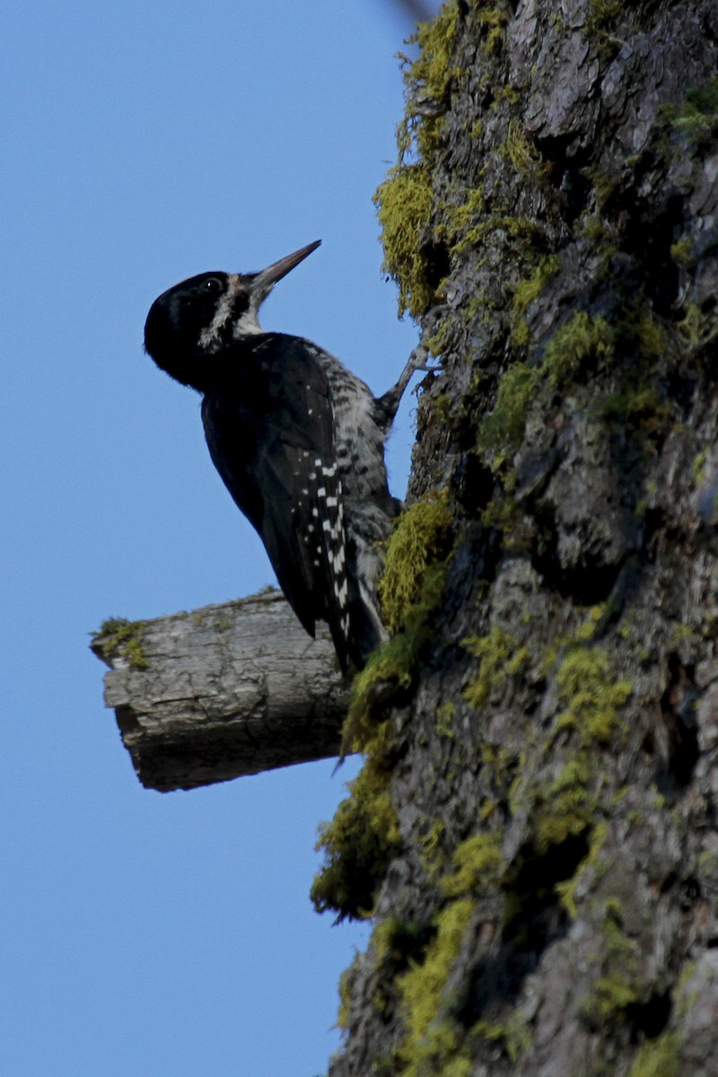 Black-backed Woodpecker - ML133868581