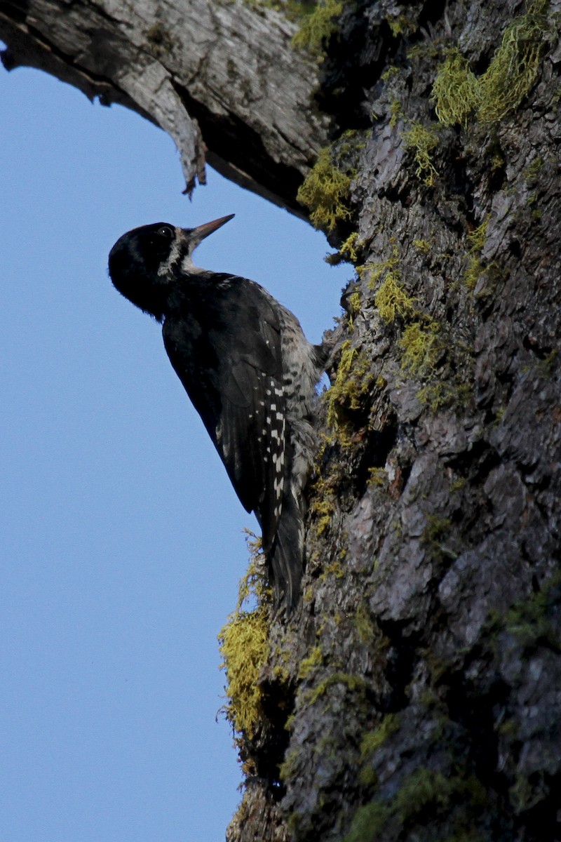 Black-backed Woodpecker - ML133868631
