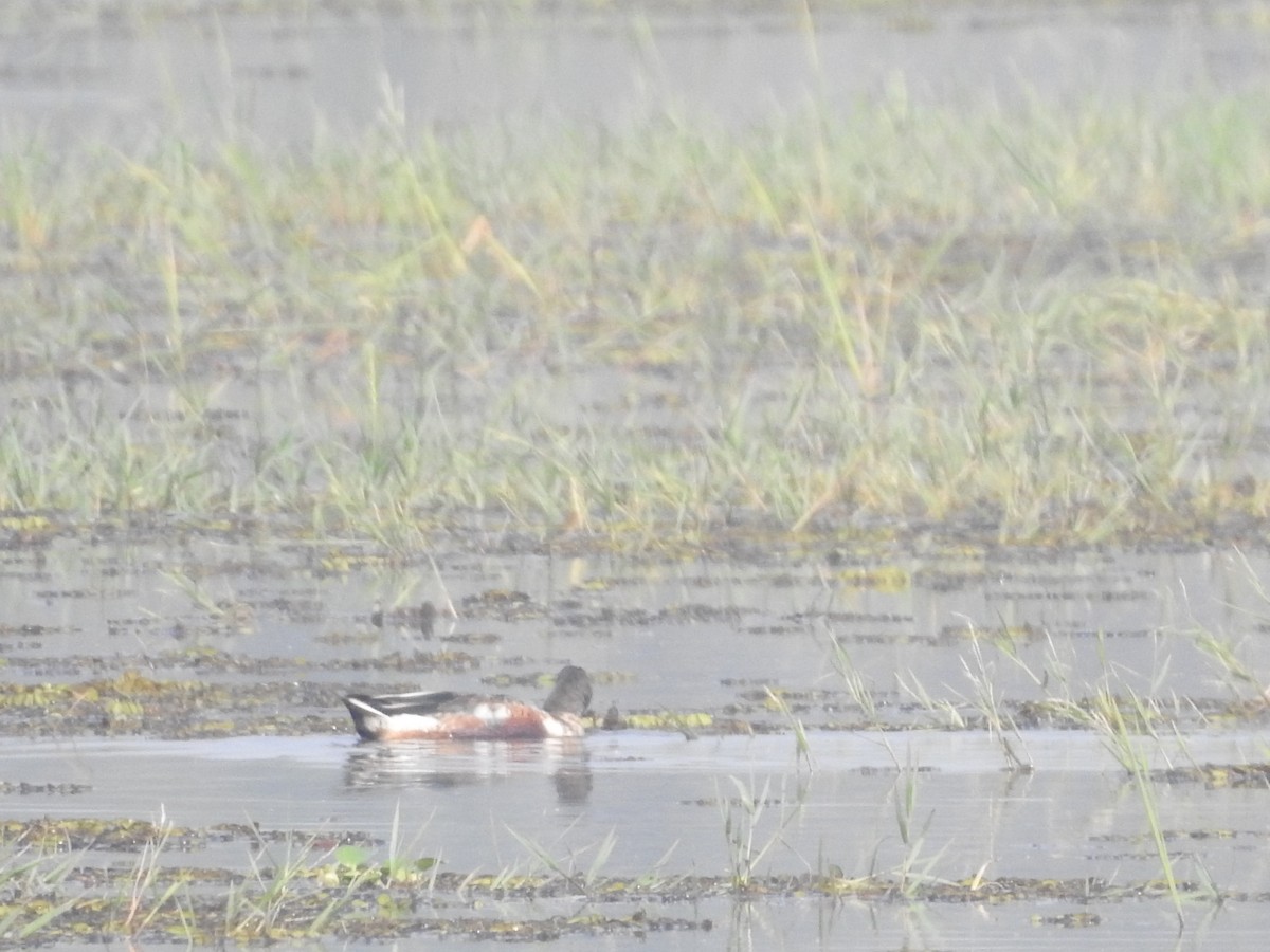 Northern Shoveler - ML133869921